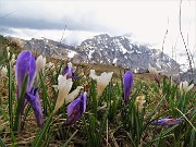 65 I Crocus si sono chiusi mancando il sole